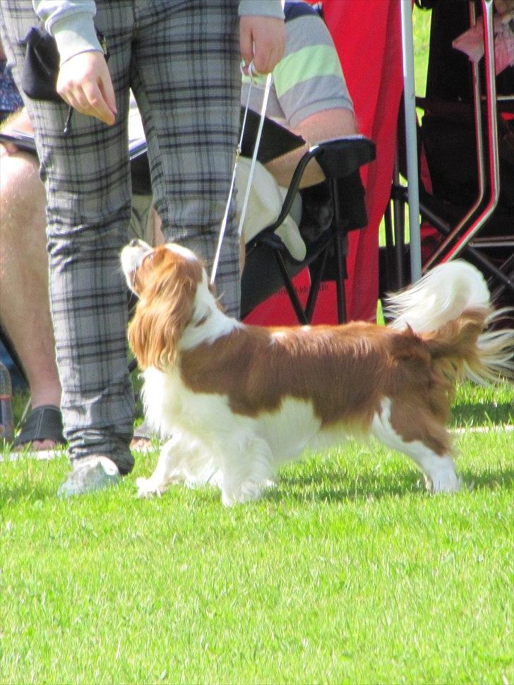Cavalier king charles spaniel Longbody's Brunsviger - Udstilling i Ribe 2010 billede 7