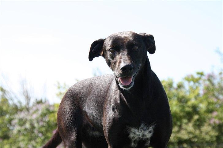Blanding af racer Lassie - Lassie-pigen billede 1