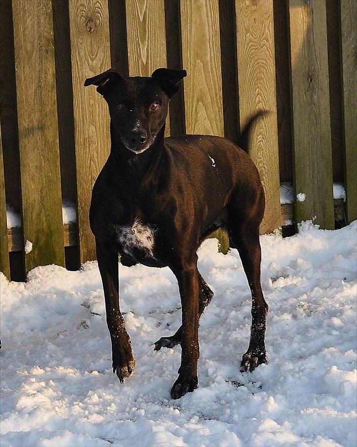 Blanding af racer Lassie - Lassie i sneen billede 2