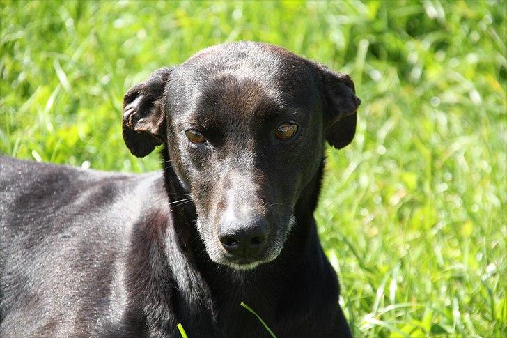 Blanding af racer Lassie - Sommer, sol & lille Lassie billede 3