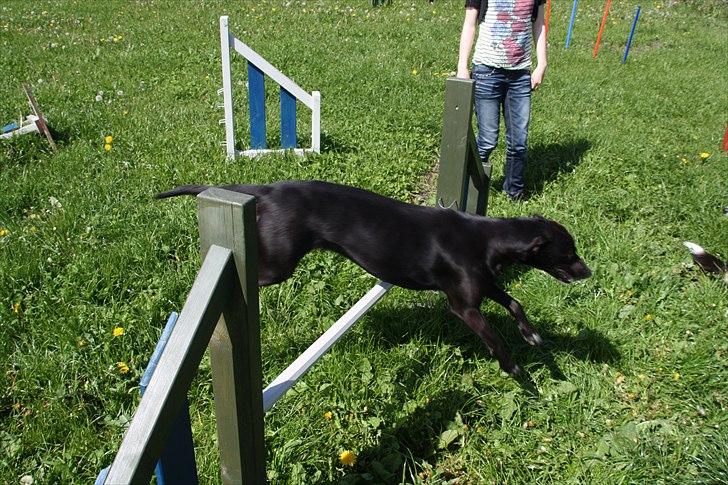 Blanding af racer Lassie - Agility :D billede 4