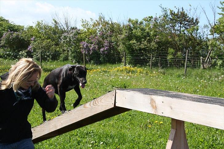 Blanding af racer Lassie - Agility med Tescha :D billede 5