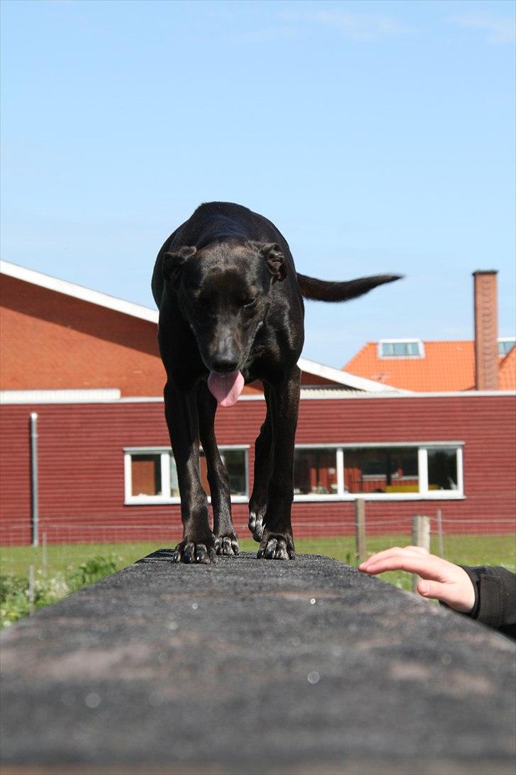 Blanding af racer Lassie - Mere agility  billede 6