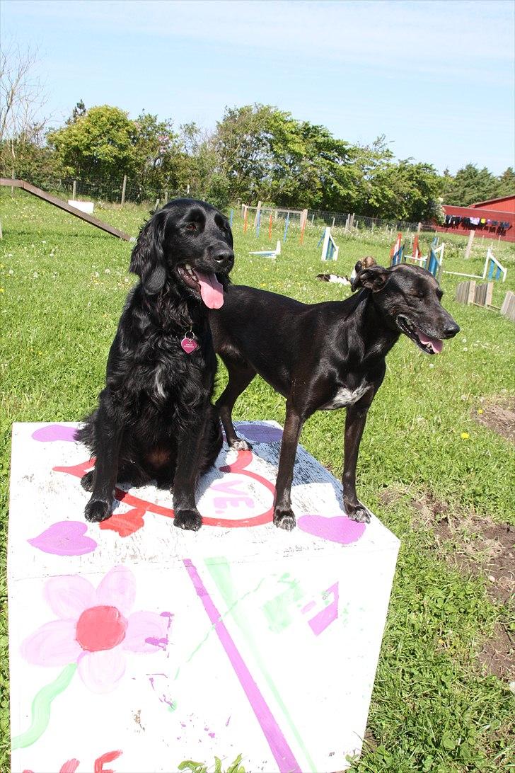 Blanding af racer Lassie - Lady g Lassie sammen på efterskole :D billede 7