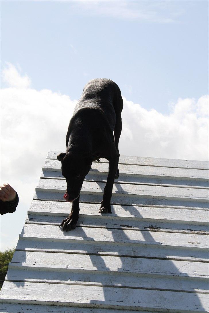 Blanding af racer Lassie - Agility er lige Lassie billede 8