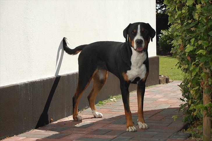 Grosser schweizer sennenhund bonita  billede 18