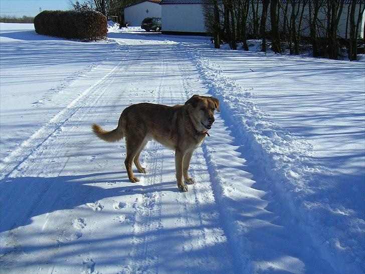 Blanding af racer palle  (Aflivet) billede 11