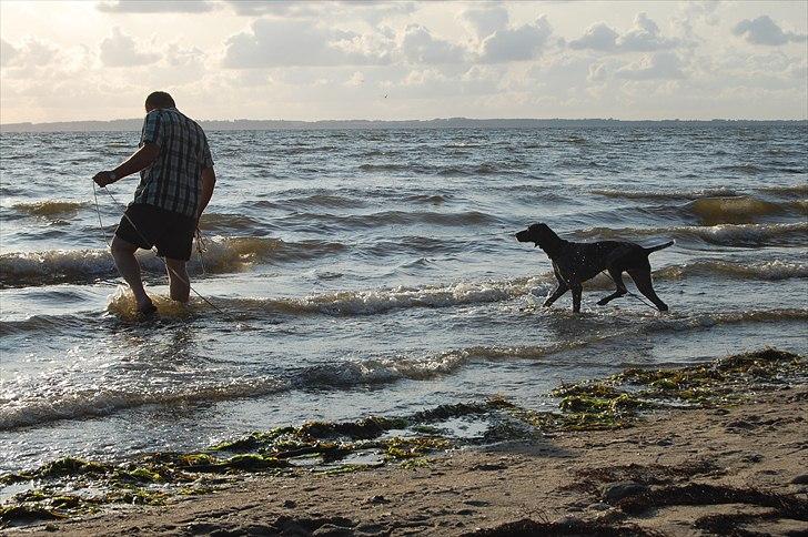 Korthåret hønsehund donna billede 12