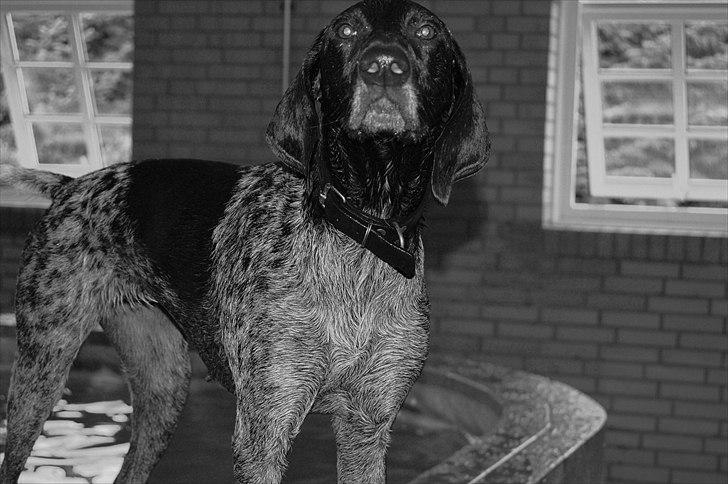 Korthåret hønsehund donna billede 13