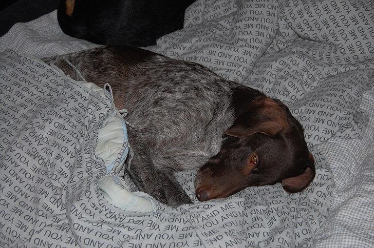 Korthåret hønsehund donna billede 14