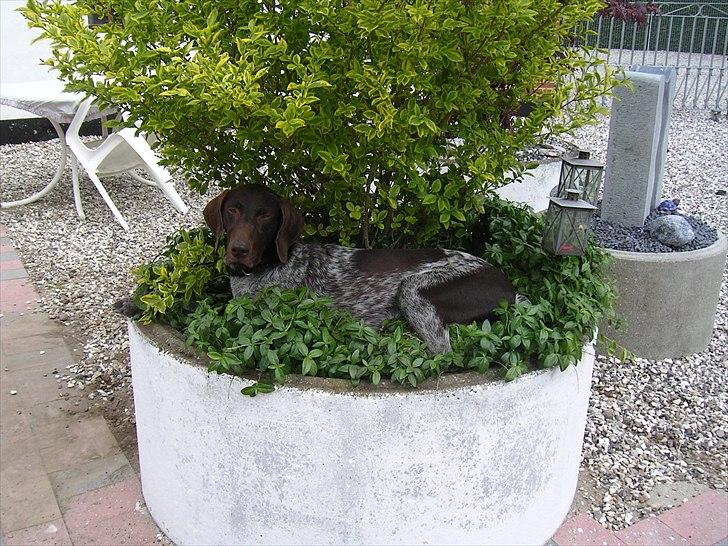 Korthåret hønsehund donna billede 15