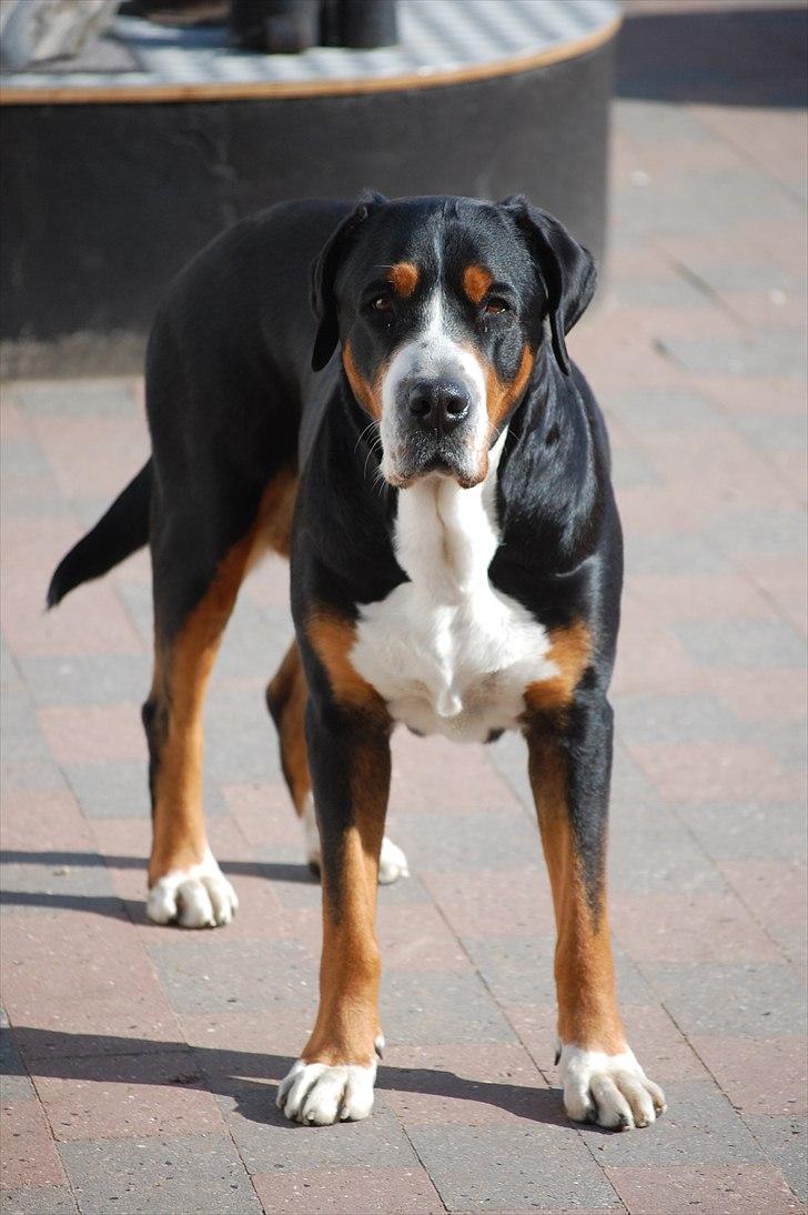 Grosser schweizer sennenhund von pedersen's angelika billede 16