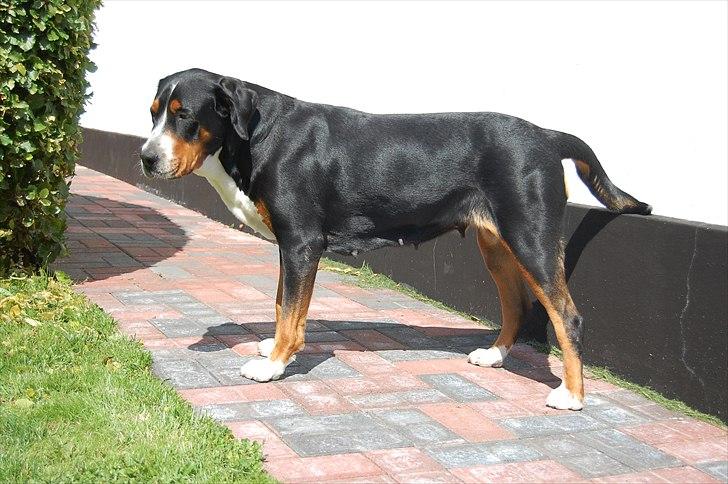 Grosser schweizer sennenhund von pedersen's angelika billede 17