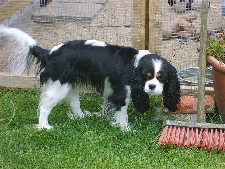 Cavalier king charles spaniel Soffikræn billede 1