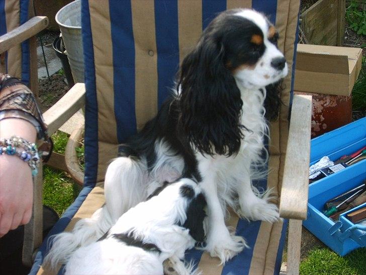 Cavalier king charles spaniel Soffikræn billede 2