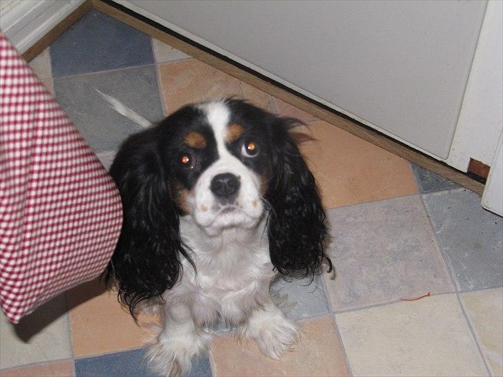 Cavalier king charles spaniel Soffikræn billede 3