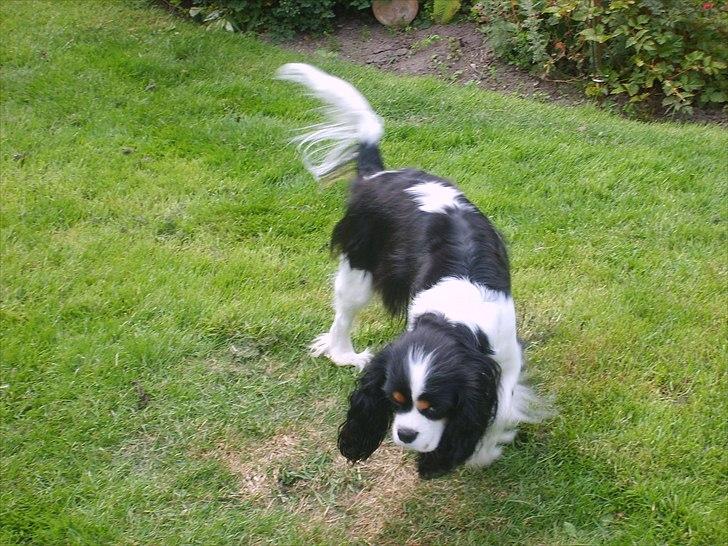 Cavalier king charles spaniel Soffikræn billede 4