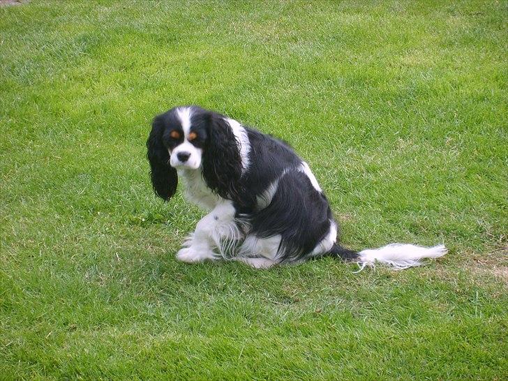 Cavalier king charles spaniel Soffikræn billede 5