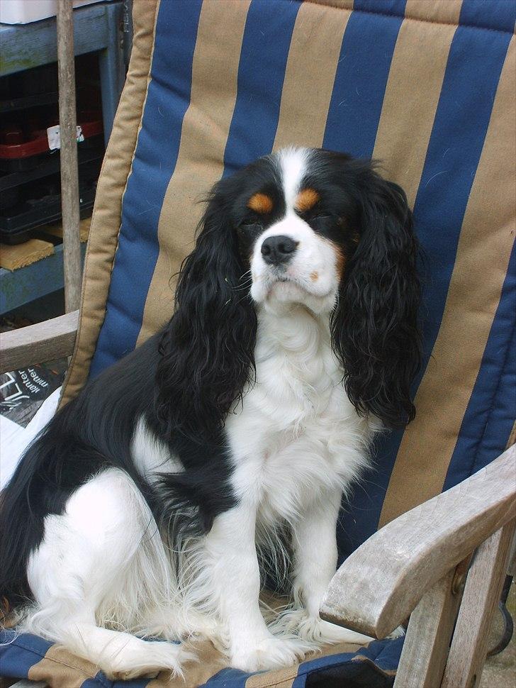 Cavalier king charles spaniel Soffikræn billede 6