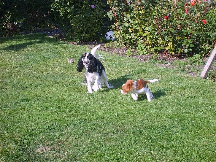 Cavalier king charles spaniel Soffikræn billede 7