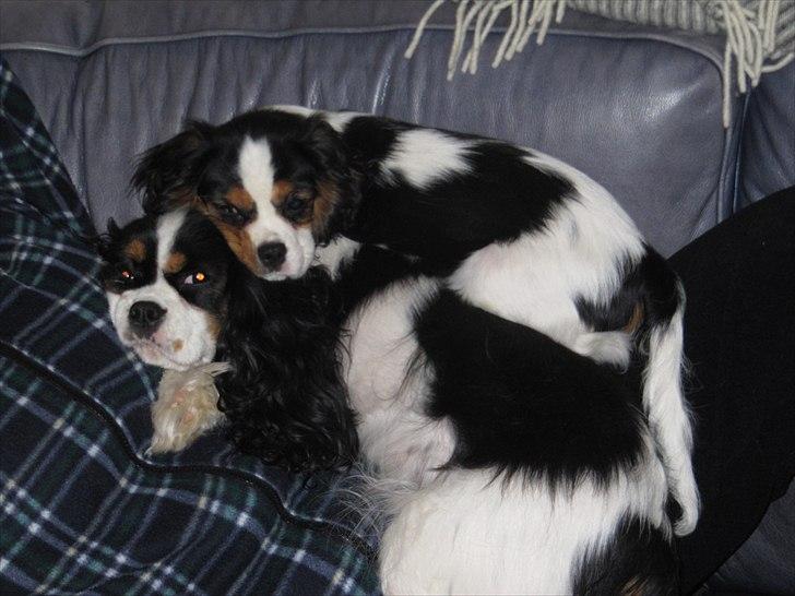 Cavalier king charles spaniel Soffikræn - Soffi med hendes hvalp Iver :D billede 8