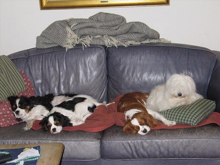 Cavalier king charles spaniel Soffikræn - Chill i sofaen billede 9