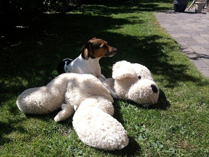 Dansk svensk gaardhund Smut - se jeg hygger med min bamse billede 8