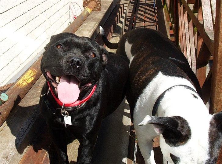 Staffordshire bull terrier Ragna/ Wannabe Ch. Bello billede 1