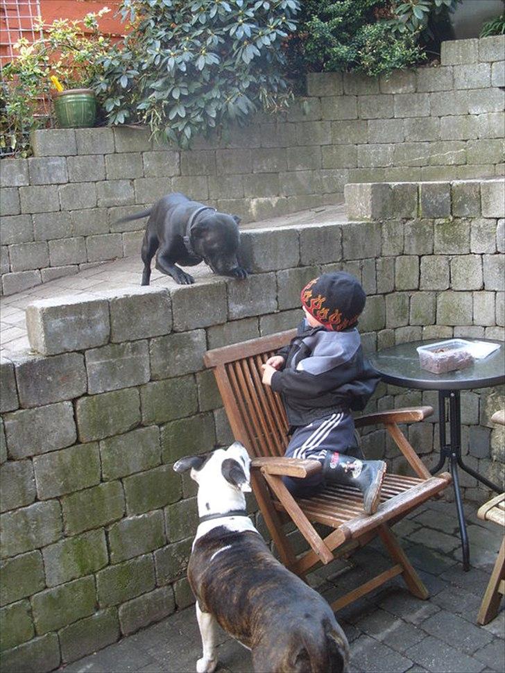 Staffordshire bull terrier Ragna/ Wannabe Ch. Bello billede 3