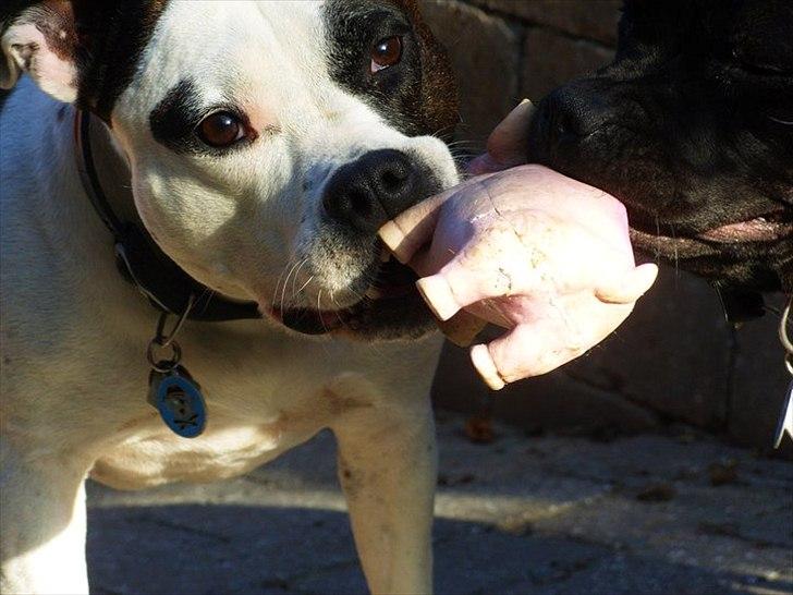 Amerikansk staffordshire terrier Fenja billede 2