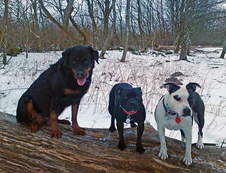 Amerikansk staffordshire terrier Fenja billede 17