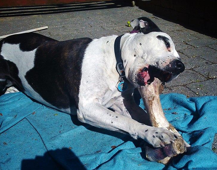 Amerikansk staffordshire terrier Fenja billede 5