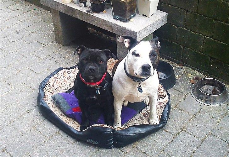 Staffordshire bull terrier Ragna/ Wannabe Ch. Bello billede 2