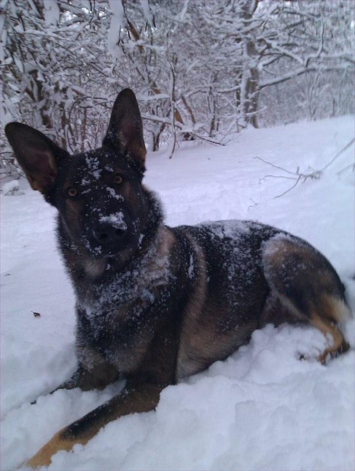 Schæferhund Kenai billede 1