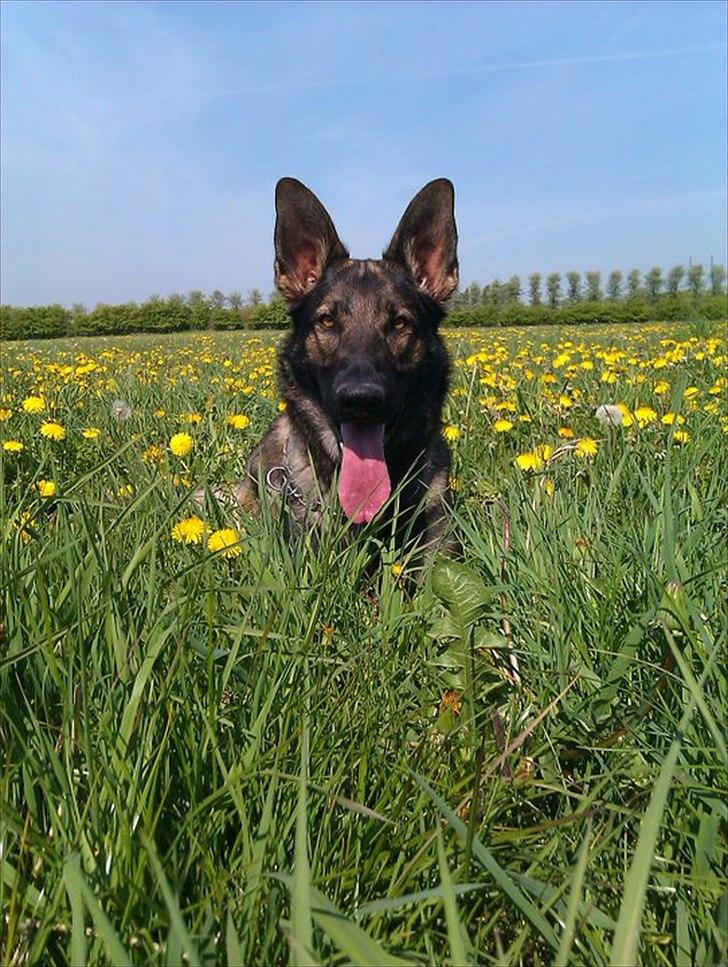 Schæferhund Kenai billede 4