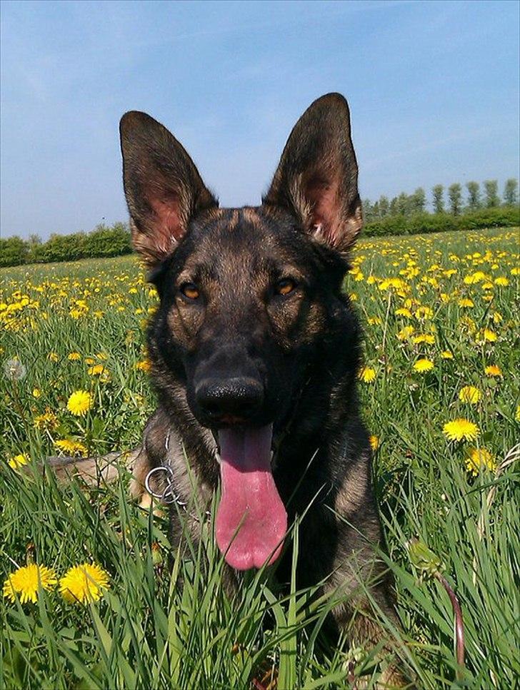 Schæferhund Kenai billede 2