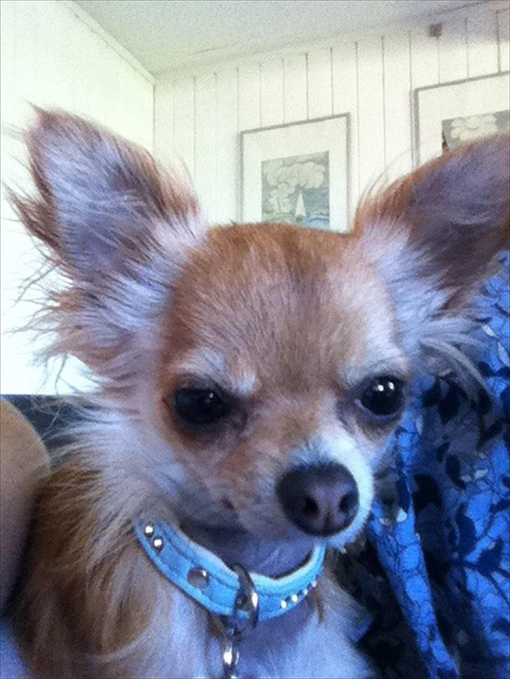 Chihuahua Loui (sir be magic)  billede 17