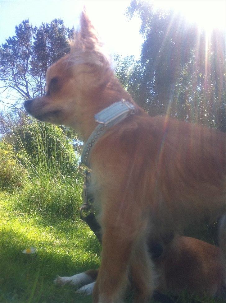 Chihuahua Loui (sir be magic)  billede 18