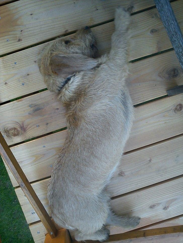 Basset fauve de bretagne Luffe - den lille fyr det strker sej lidt. billede 11