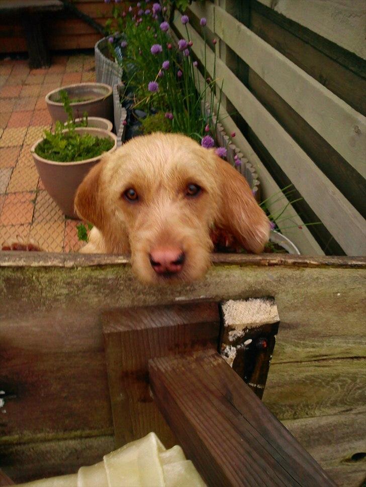 Basset fauve de bretagne Luffe - jeg vil med emma. billede 12