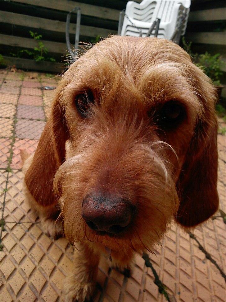 Basset fauve de bretagne walter billede 1