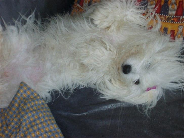 Coton de tulear Coton World Havanna billede 1