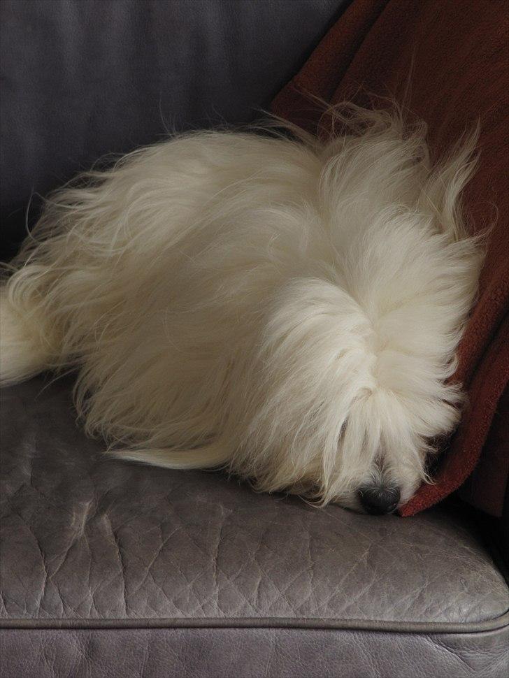 Coton de tulear Coton World Havanna billede 2