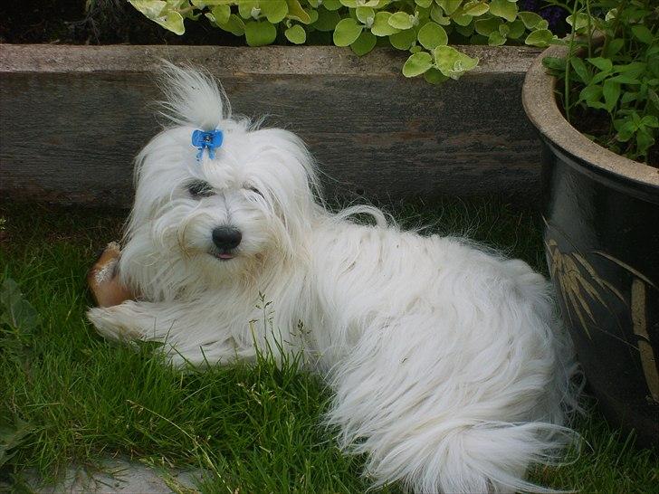 Coton de tulear Coton World Havanna billede 3