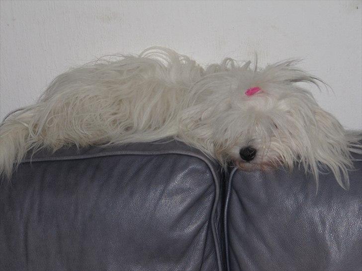 Coton de tulear Coton World Havanna billede 4