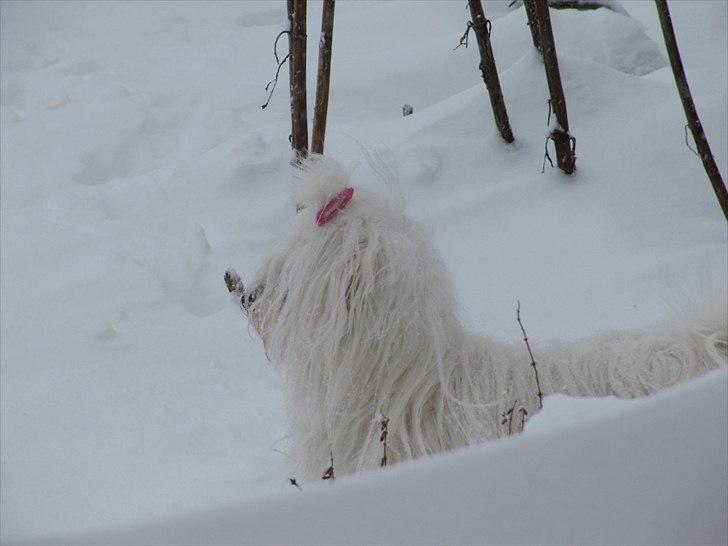 Coton de tulear Coton World Havanna - Snevejr hvis i skulle være i tvivl :D billede 5