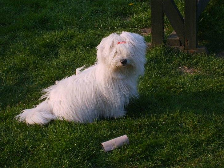 Coton de tulear Coton World Havanna billede 6