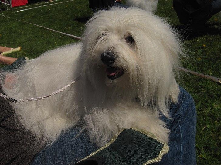 Coton de tulear Coton World Havanna - Havanna til udstilling i vejen 2010 billede 7