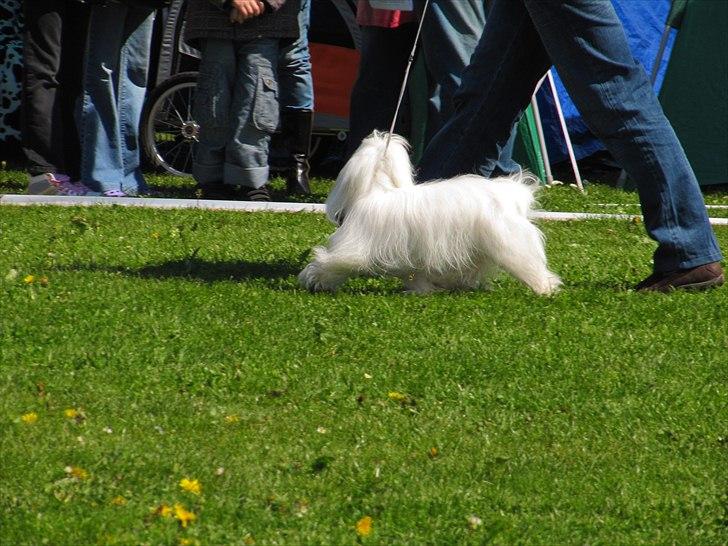 Coton de tulear Coton World Havanna - Havanna til udstilling i Vejen 2010 billede 8
