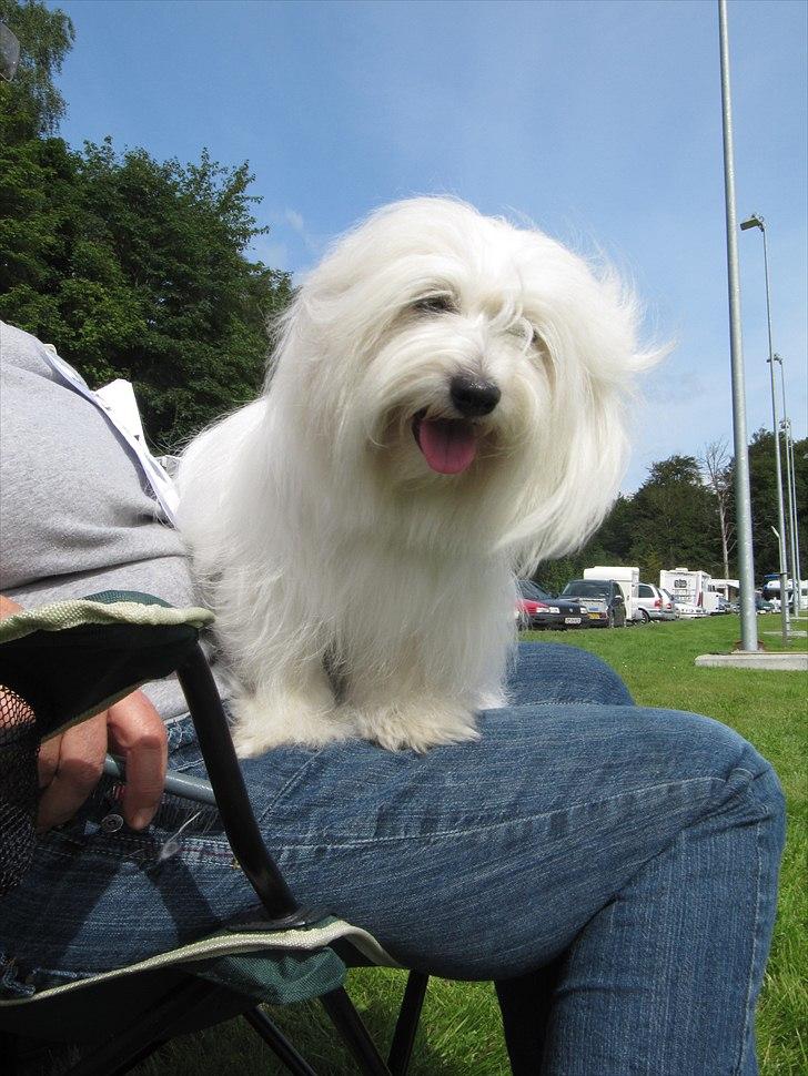 Coton de tulear Coton World Havanna - Udstilling på Bornholm 2010 billede 9